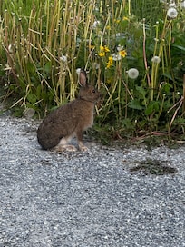 Resident bunny lol