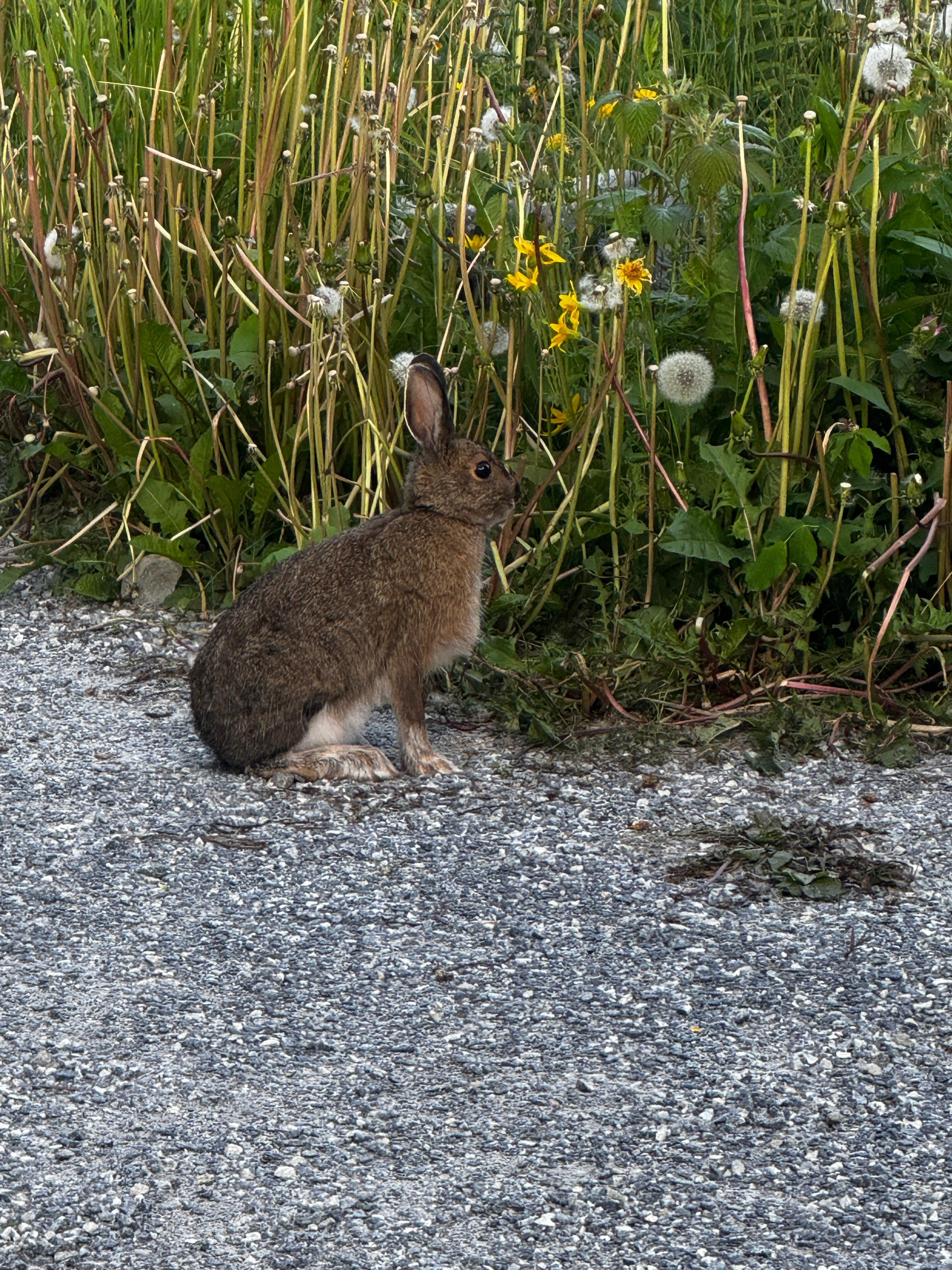 Resident bunny lol