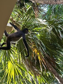 Monkeys from my balcony