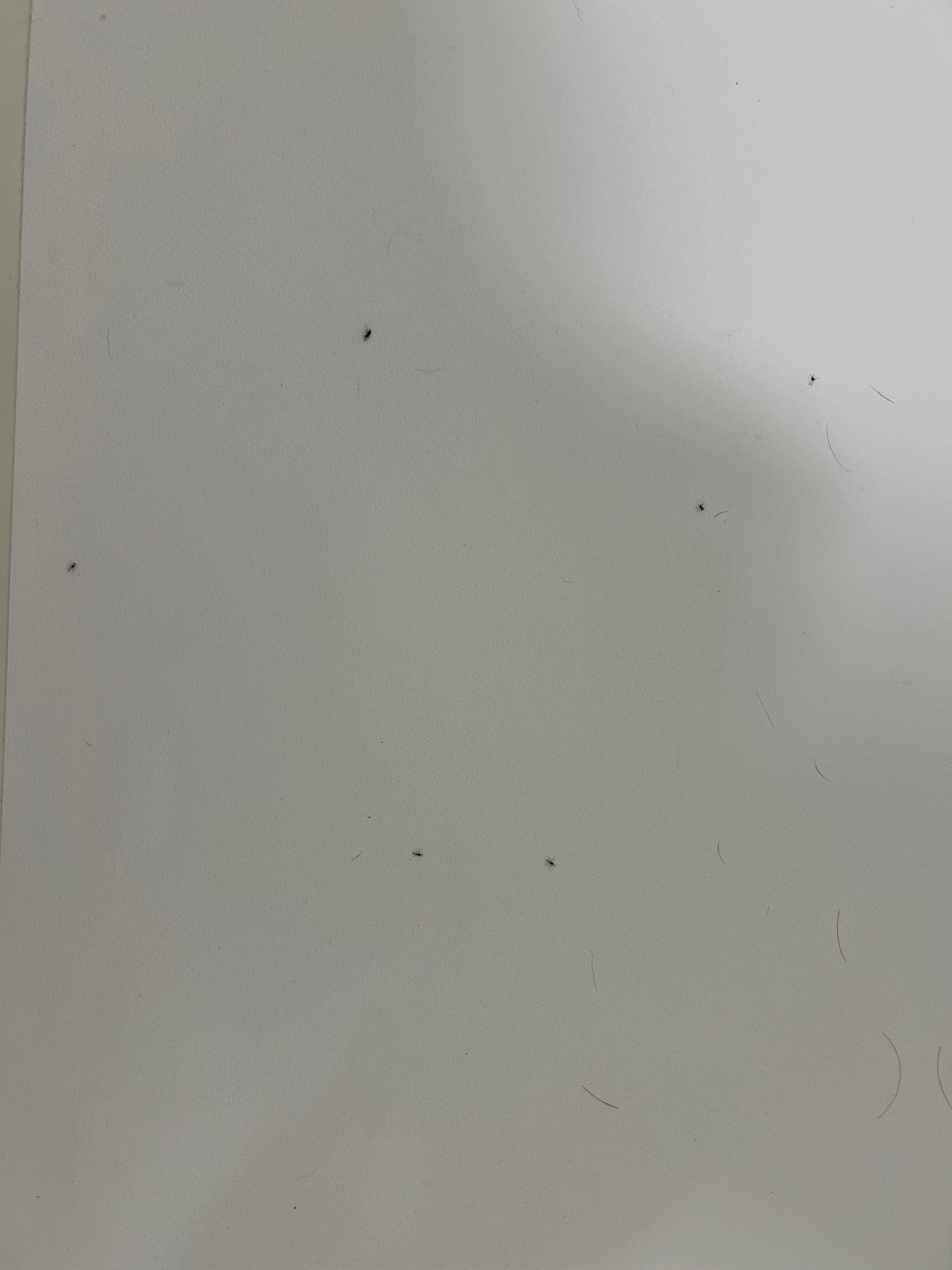 Fleas in the bathtub 