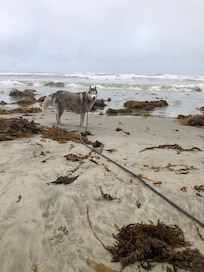 Great place for dog walks . Nice beach and rock formations.