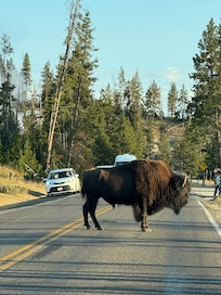Bison at Hayden Valley