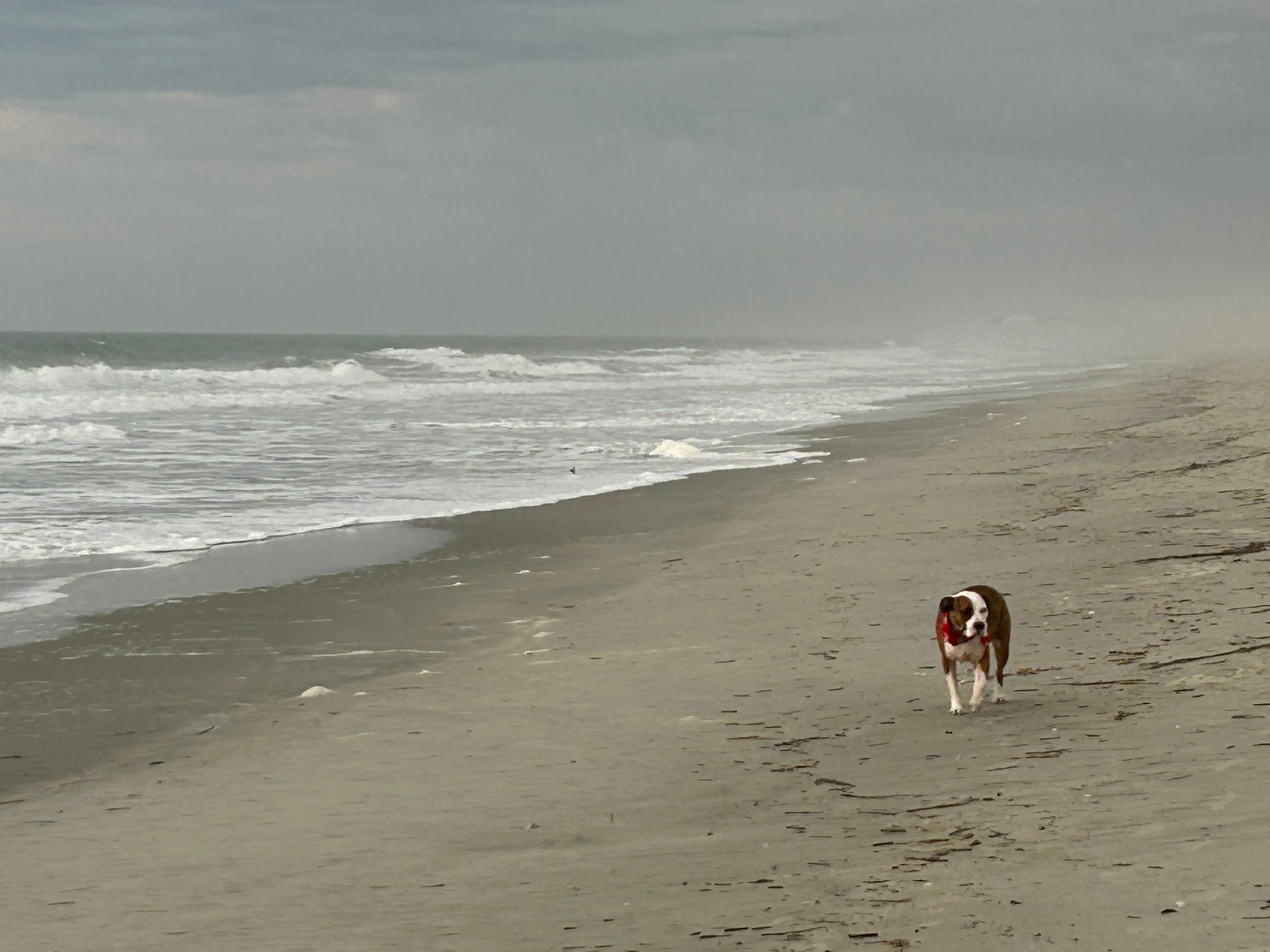 Duck and the Grey Man