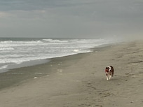 Duck and the Grey Man