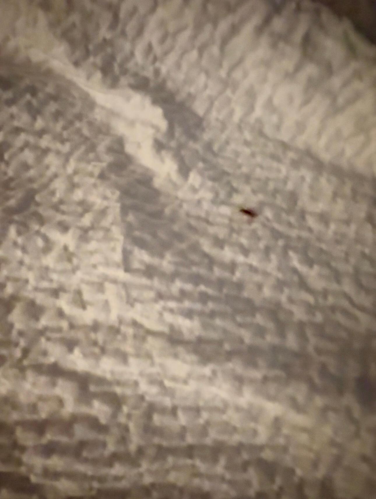 another roach