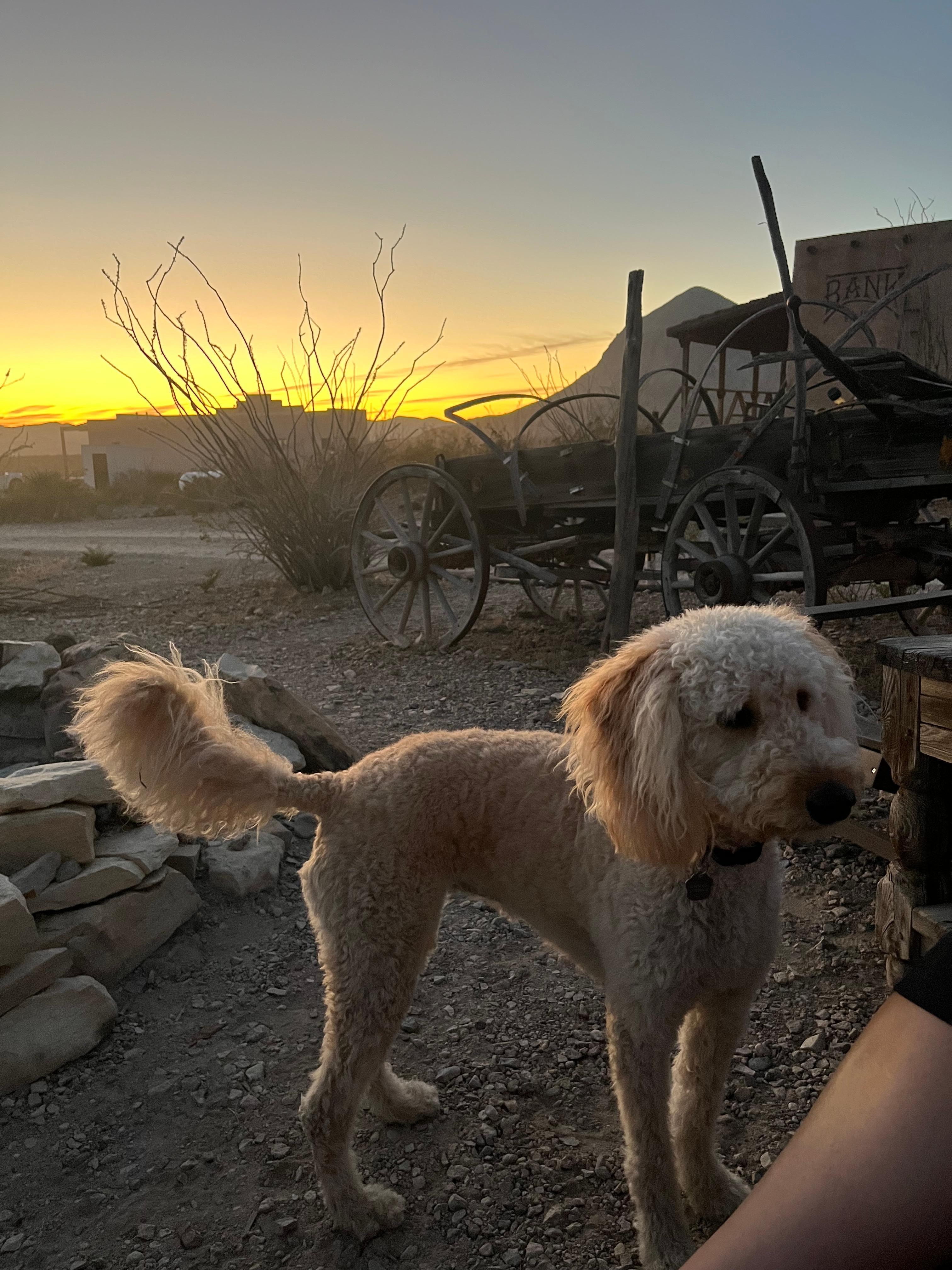 Our doggie, off leash and very happy
