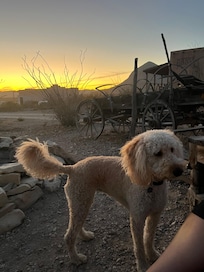 Our doggie, off leash and very happy