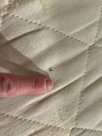 A dead bedbug in my bed. Pretty sure there were more lurking in the dark…