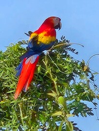 Macaws in Almond trees out front of building.