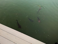 After feeding the fish