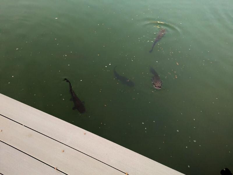 After feeding the fish