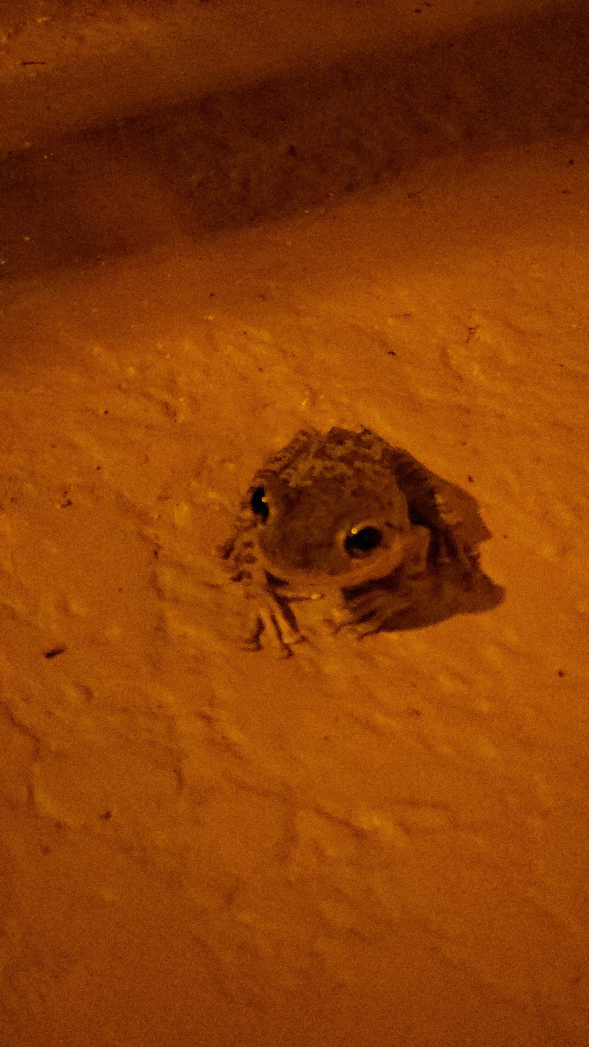Condo sidewalk visitor