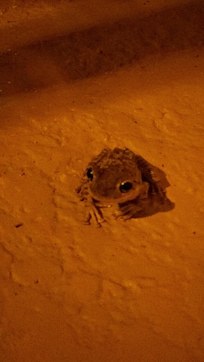 Condo sidewalk visitor