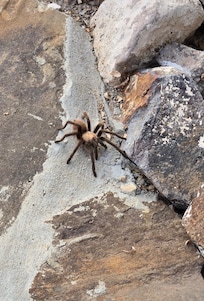 Friendly wildlife.