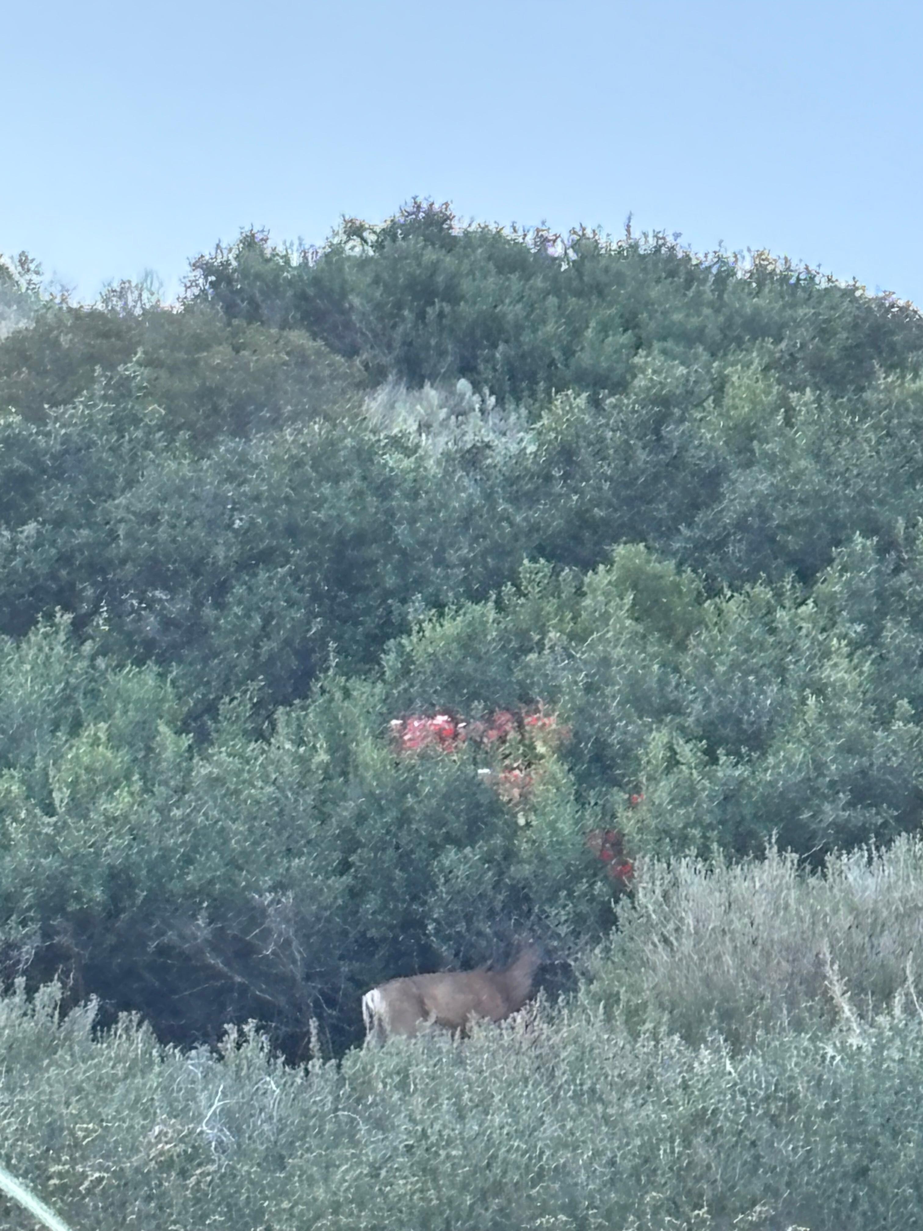 We saw a deer 