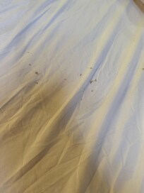 Blood stains on sheets