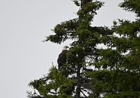 Eagle in the tree top.