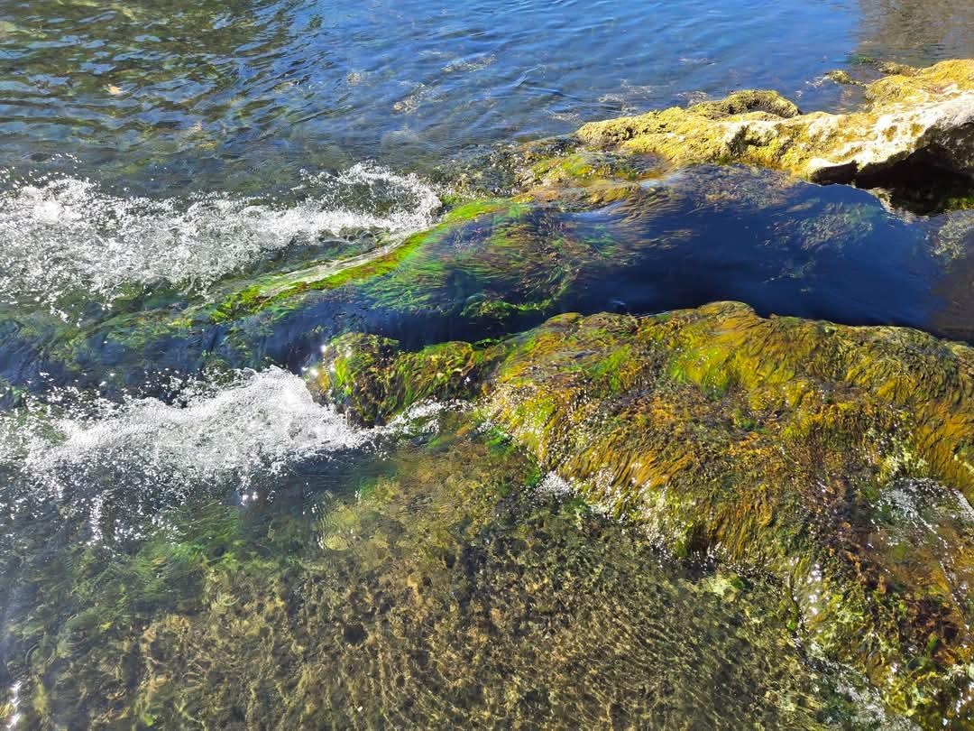 Same spring as above 