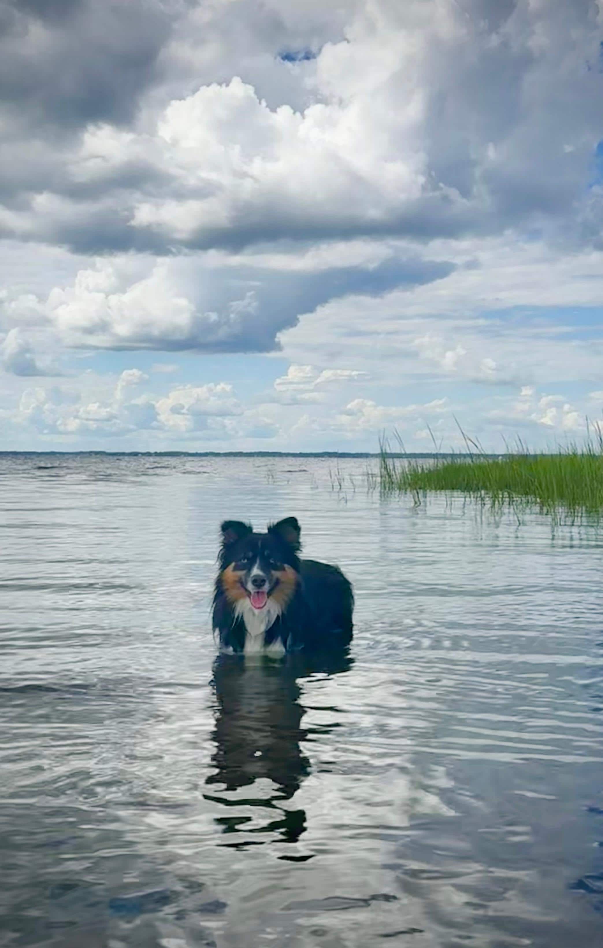 We discovered Coco is a water dog. 