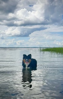 We discovered Coco is a water dog.