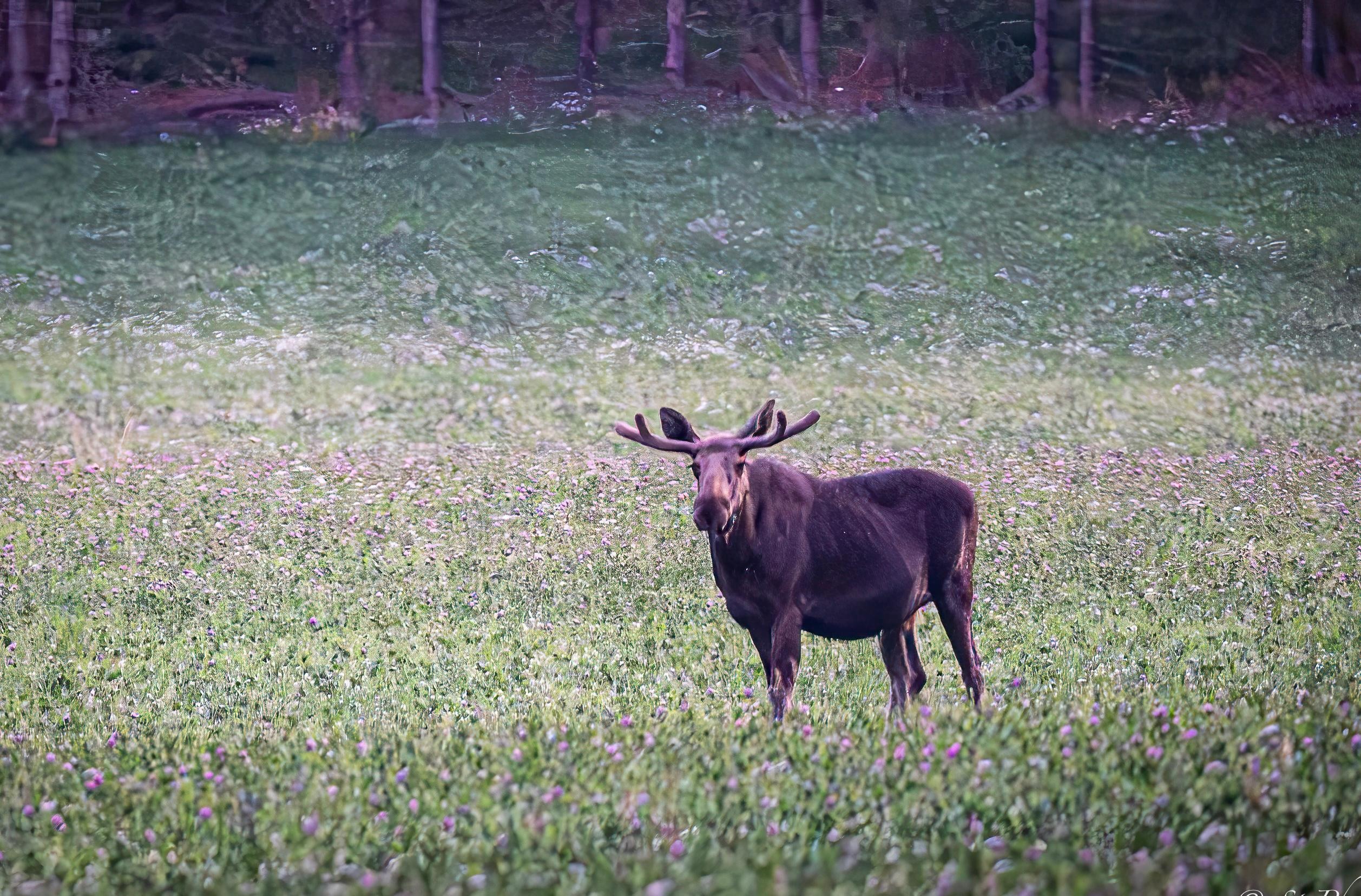 Elch in der Nähe von Vålarö