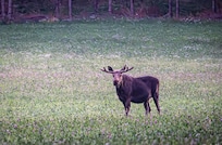 Elch in der Nähe von Vålarö