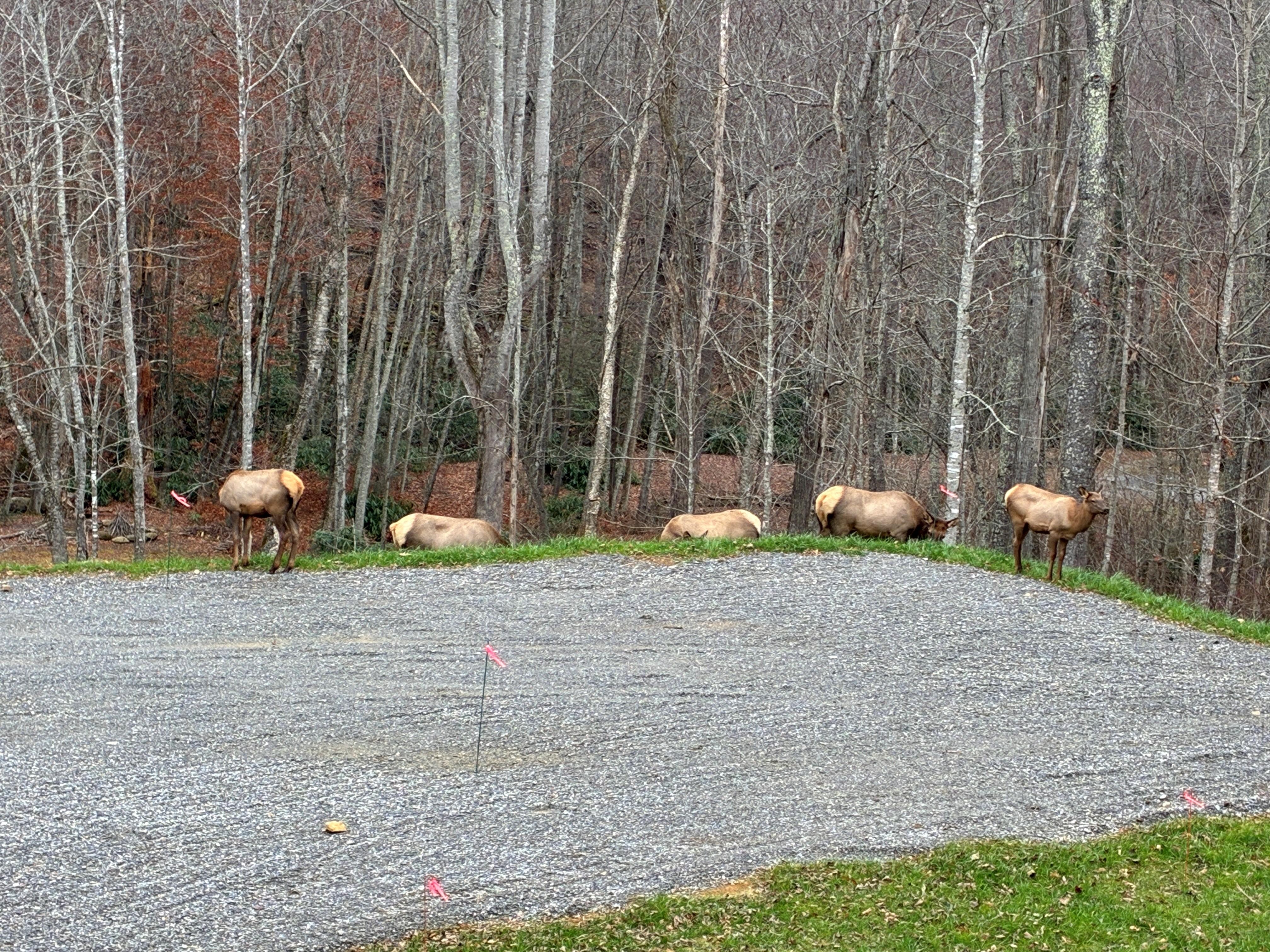 Additional elk. 