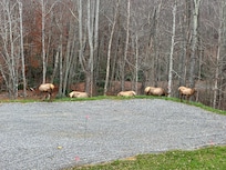 Additional elk.