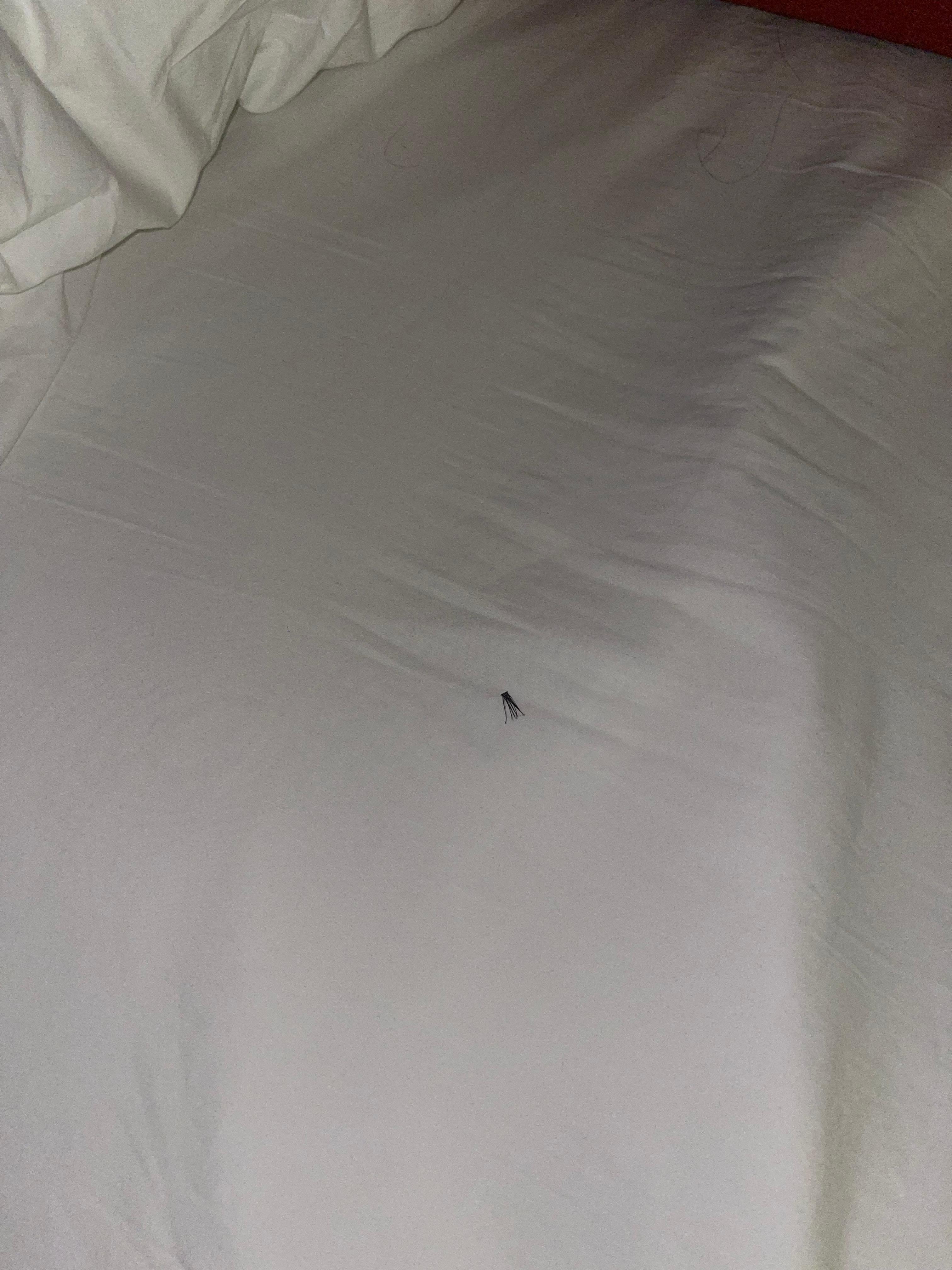 Eyelashes on the bed (not ours)