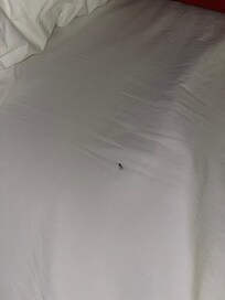 Eyelashes on the bed (not ours)