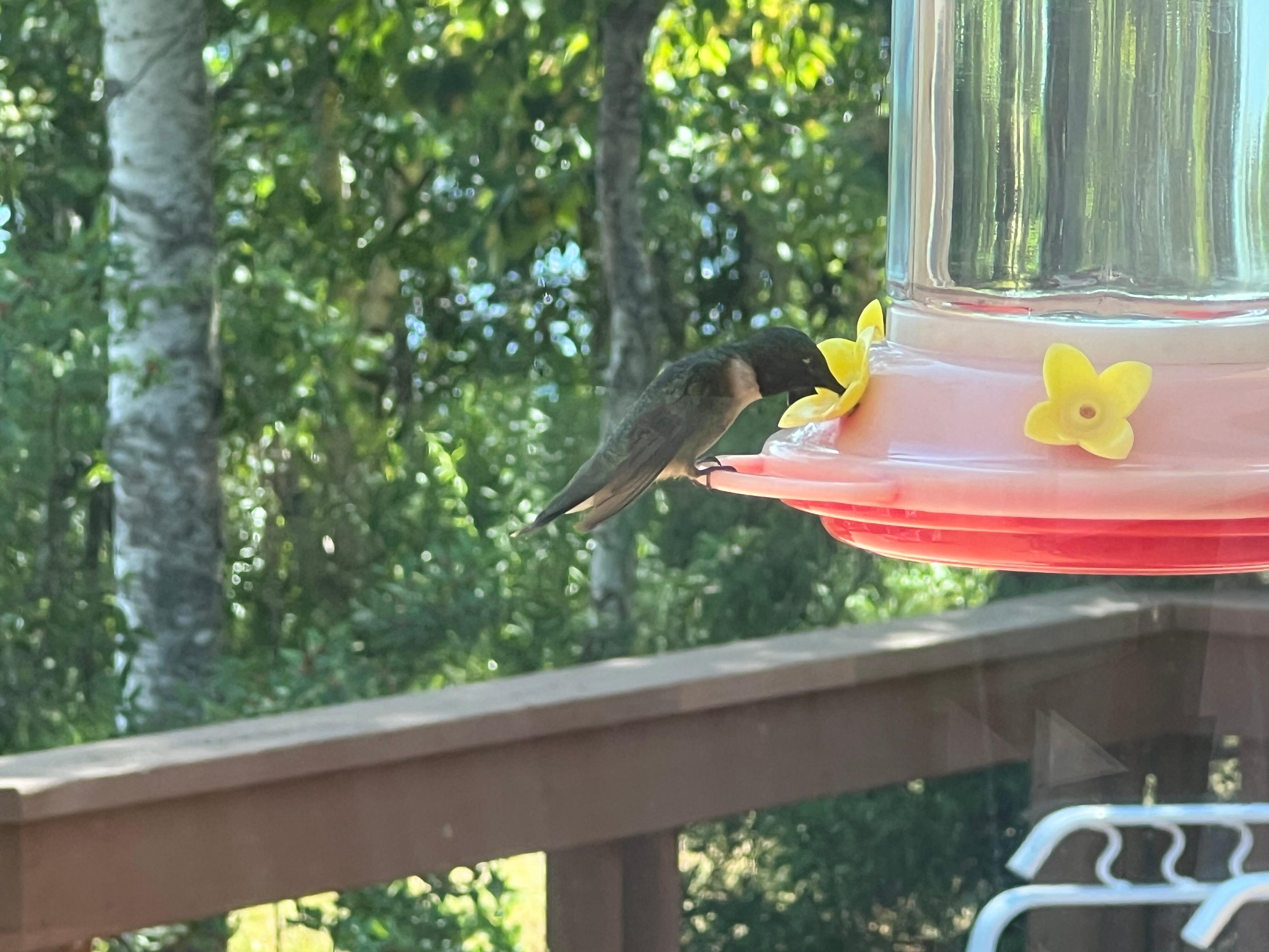 So many hummingbirds visiting just outside the window