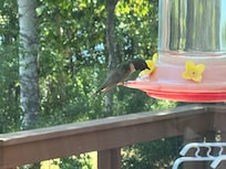 So many hummingbirds visiting just outside the window