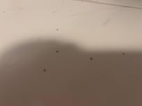 Ants in the kitchen.
They were also in the bedroom and bathroom