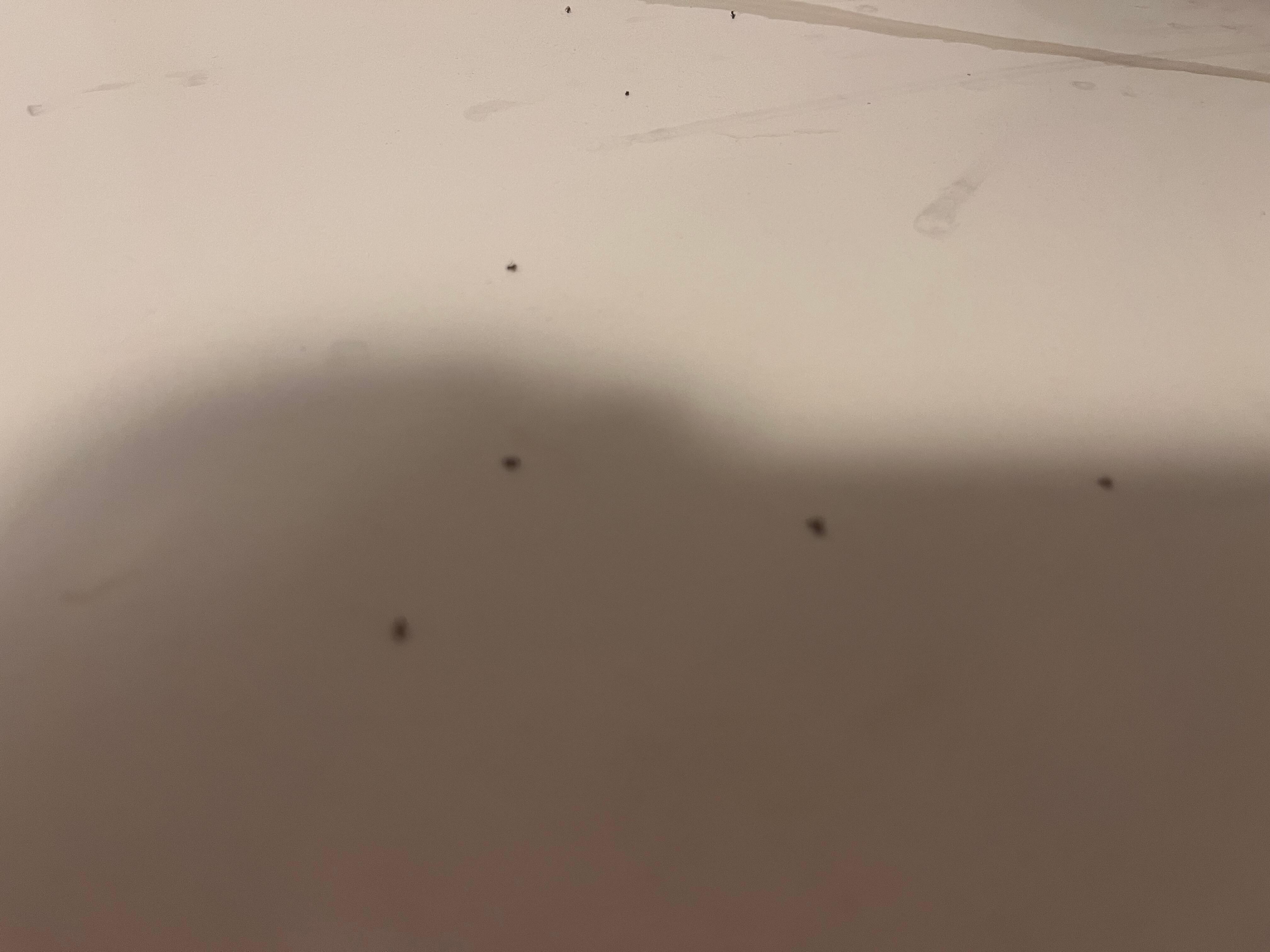 Ants in the kitchen. 
They were also in the bedroom and bathroom