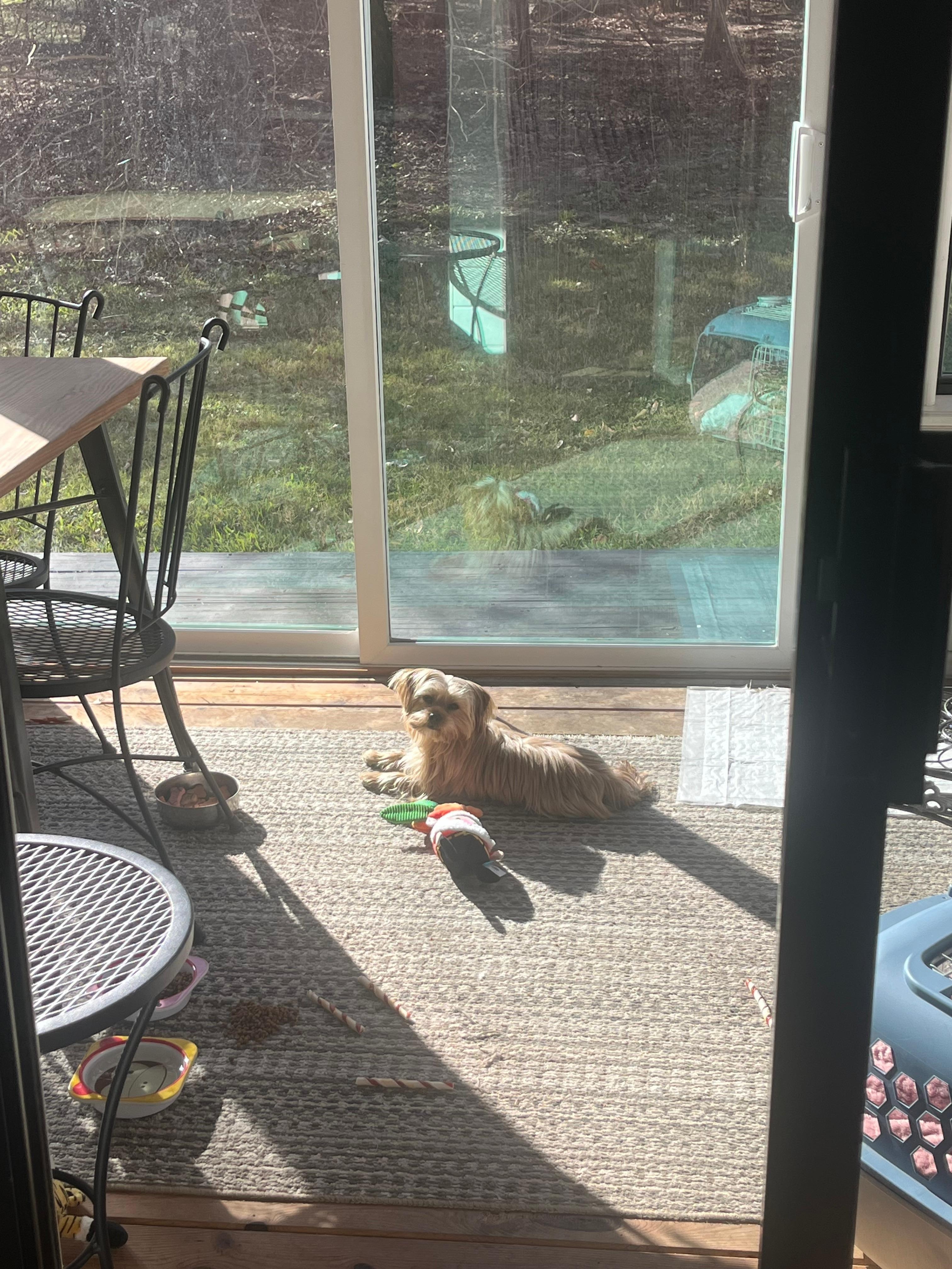 Bear in the sunroom 😊