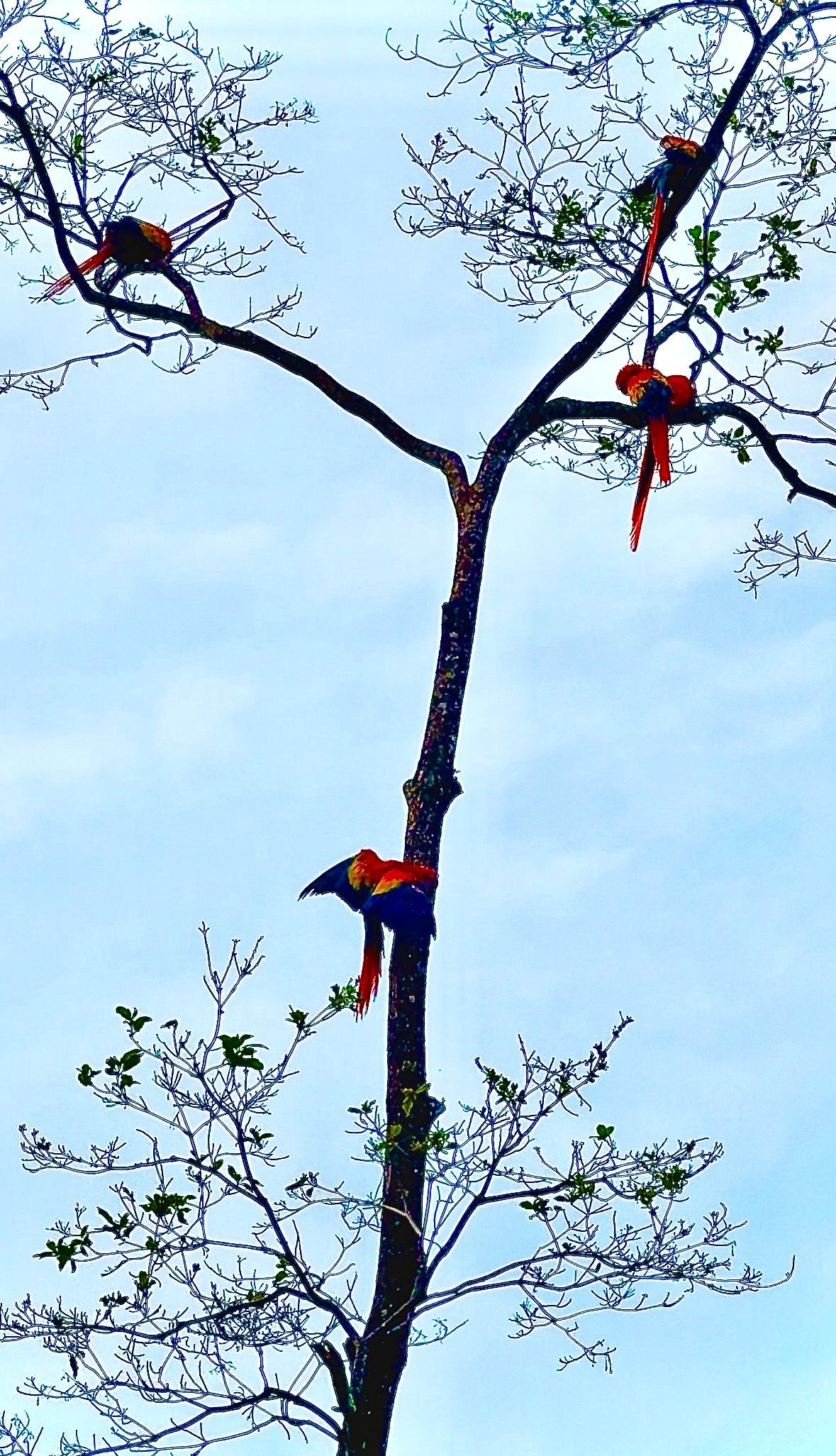 Scarlet Macaws in nearby tree (zoomed in)