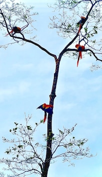 Scarlet Macaws in nearby tree (zoomed in)