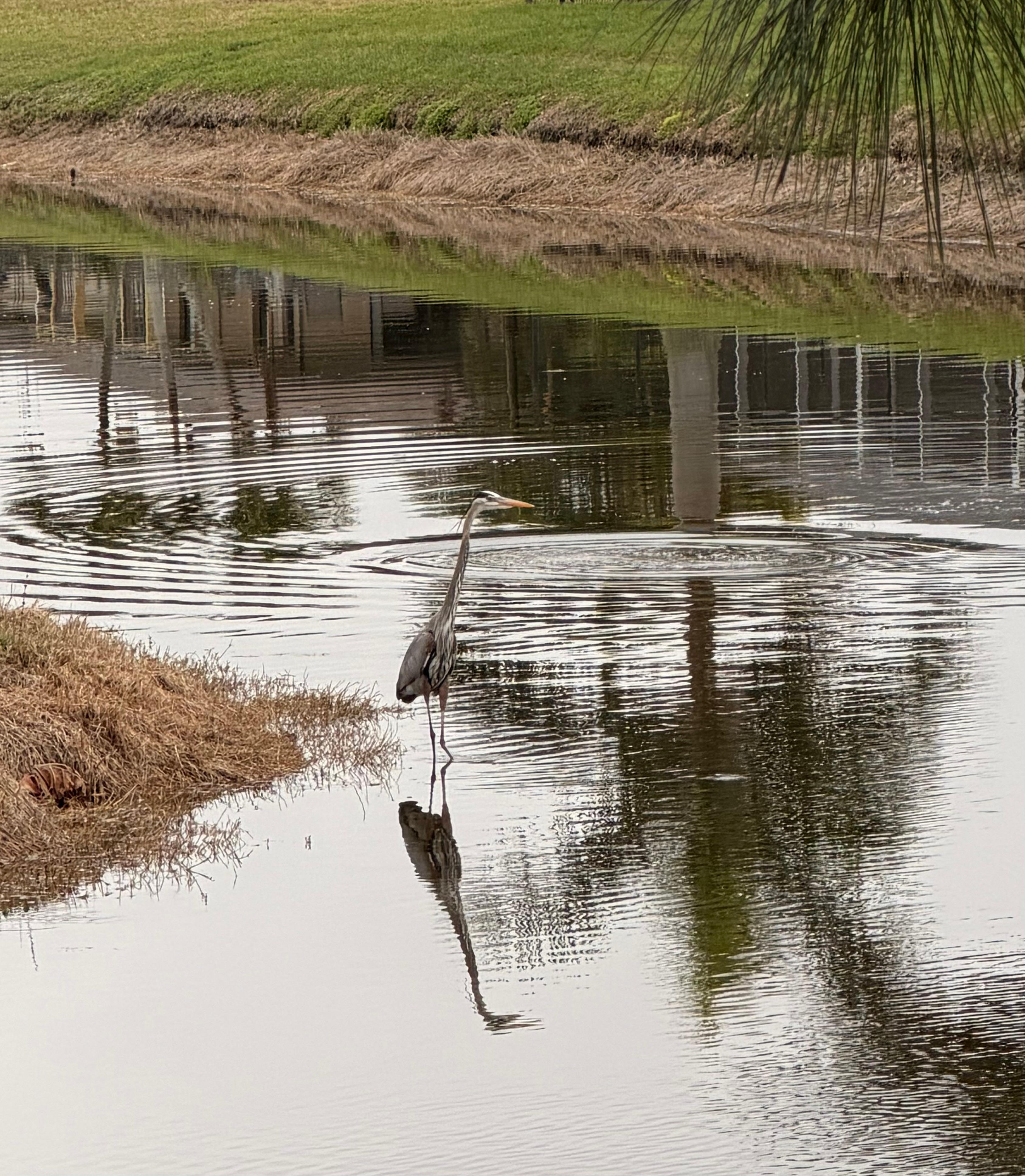 Birds, birds and more birds