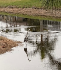 Birds, birds and more birds