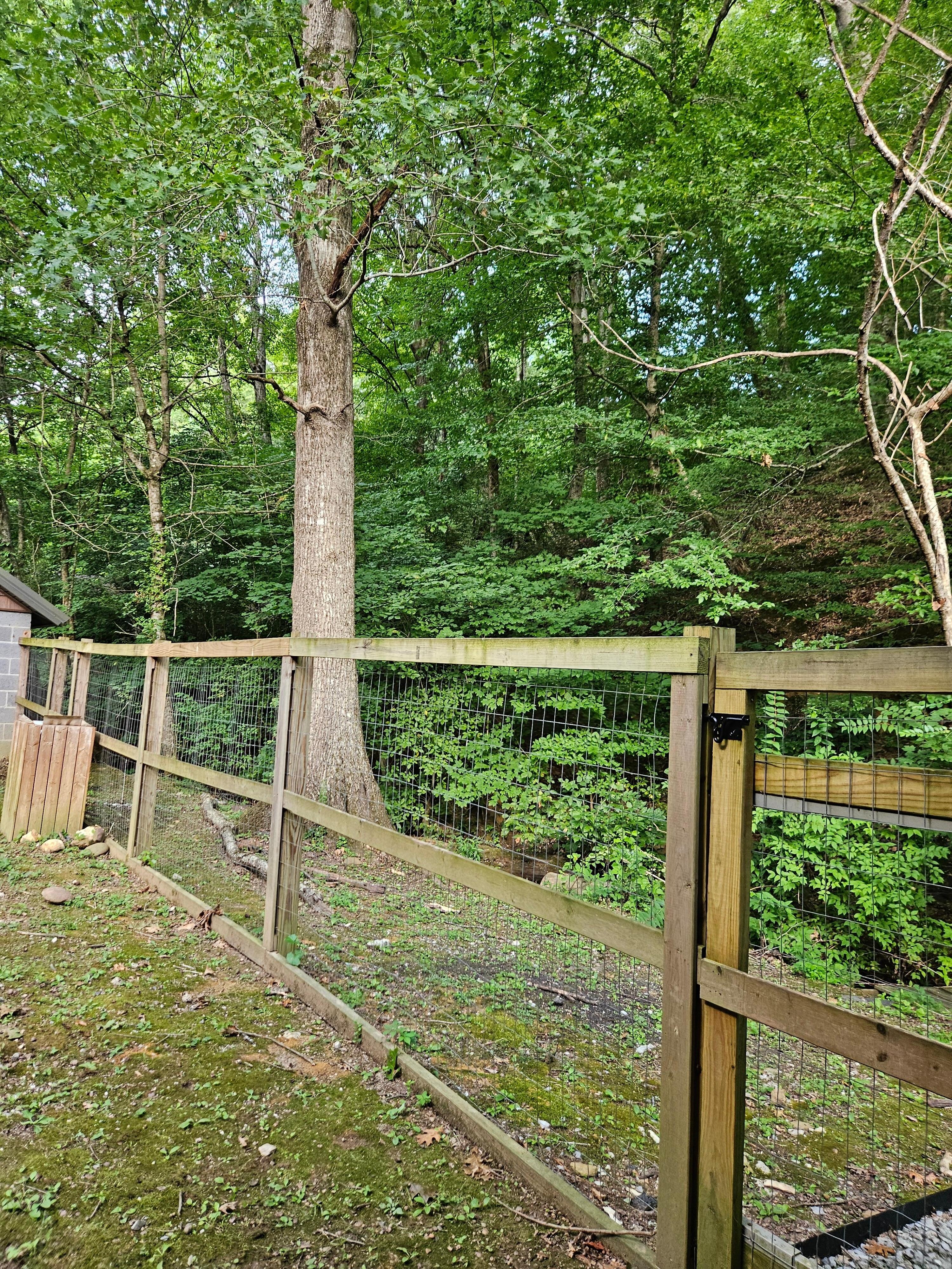 Forrest around the cottage 