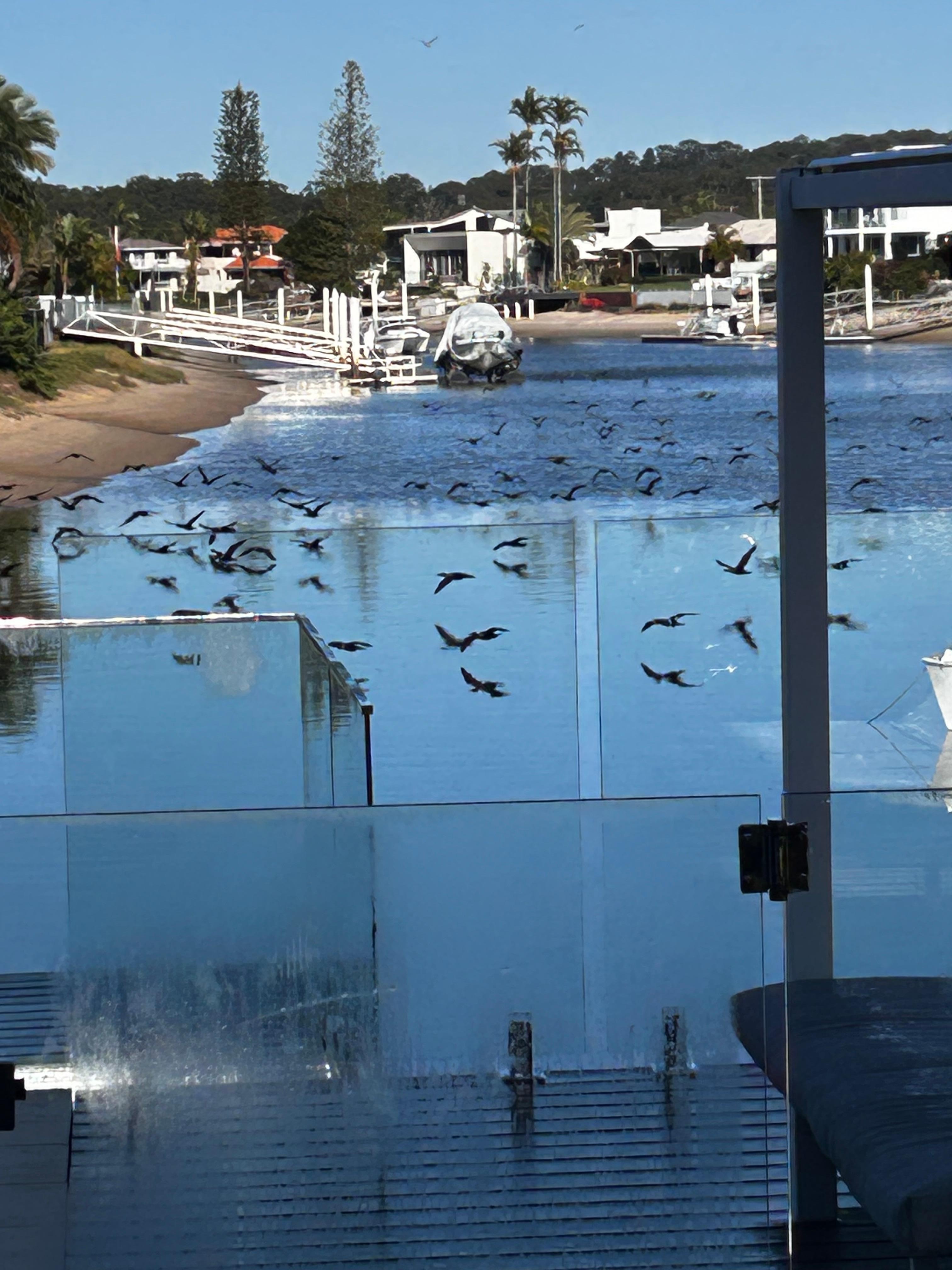 Love see the birds on the water