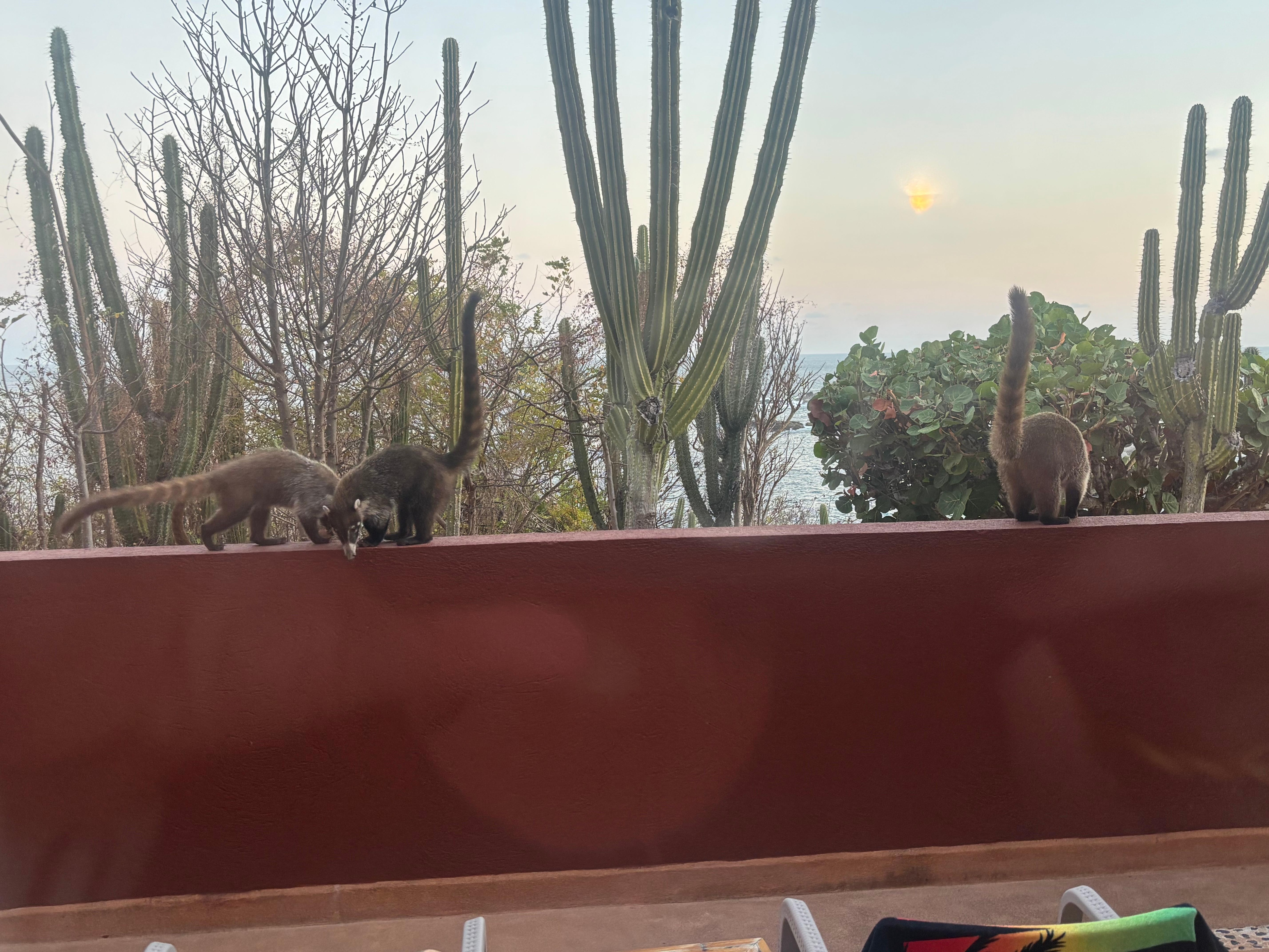 Love we got to see the coatimondi on our deck 