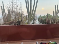 Love we got to see the coatimondi on our deck
