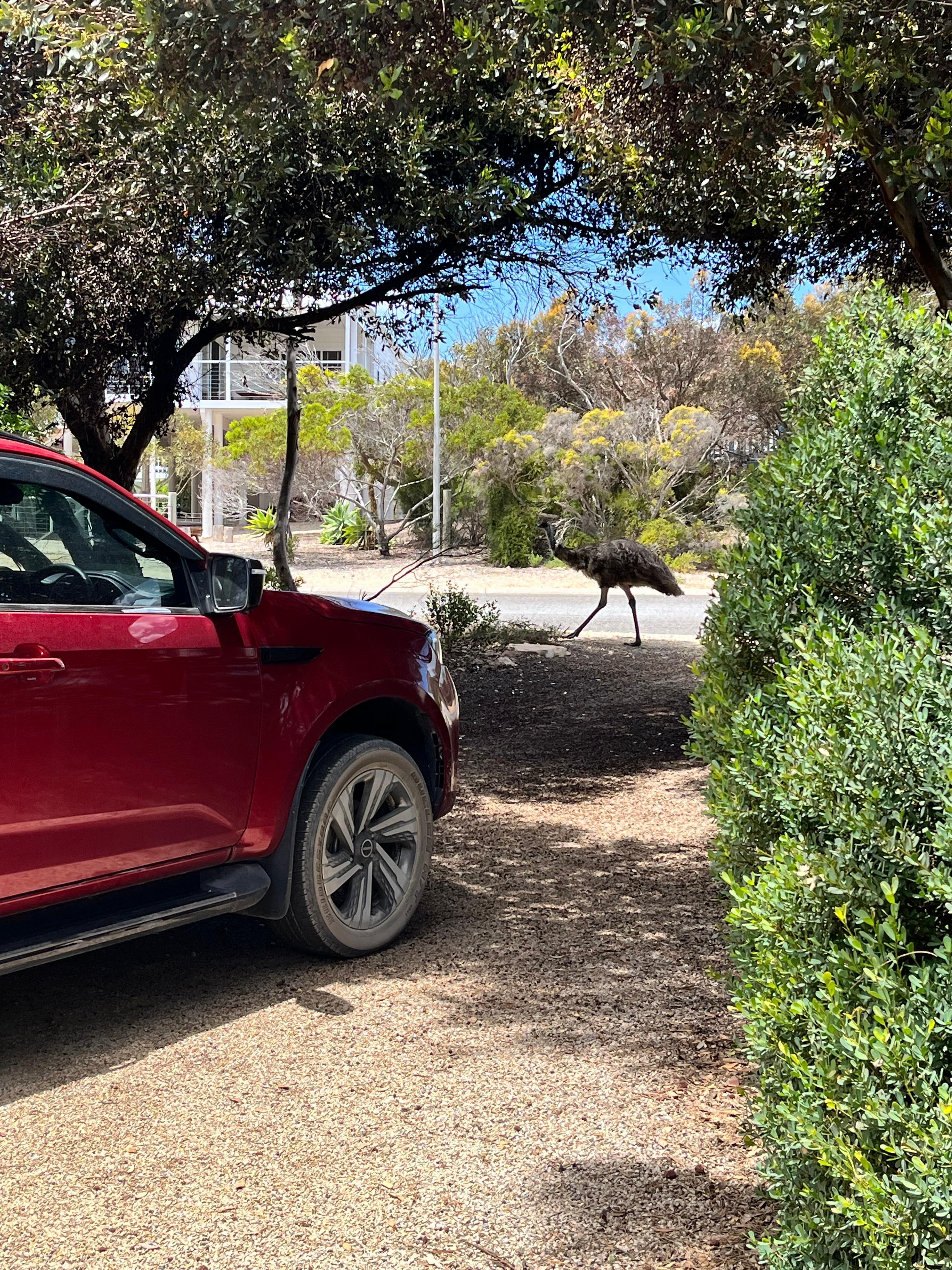 Emu walked right past the driveway