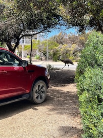 Emu walked right past the driveway