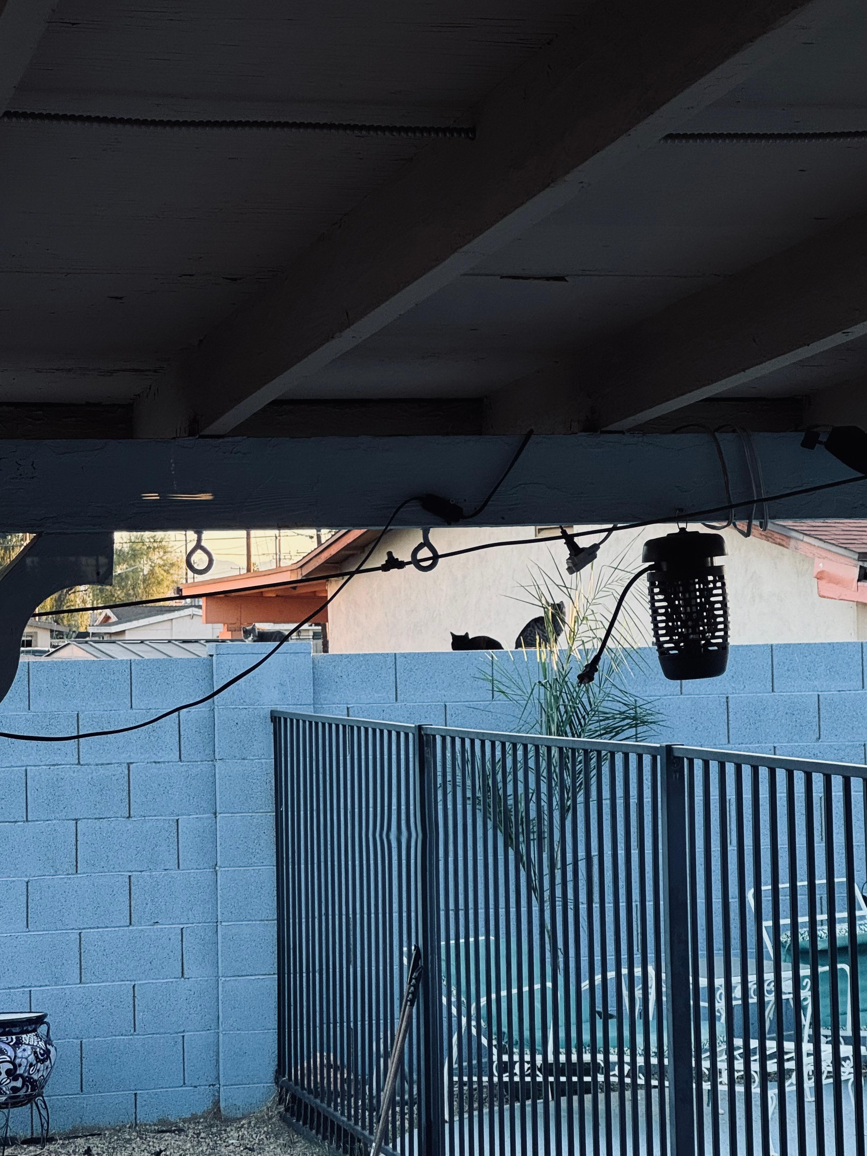 1 of the many cats that walked the wall to visit litter box.