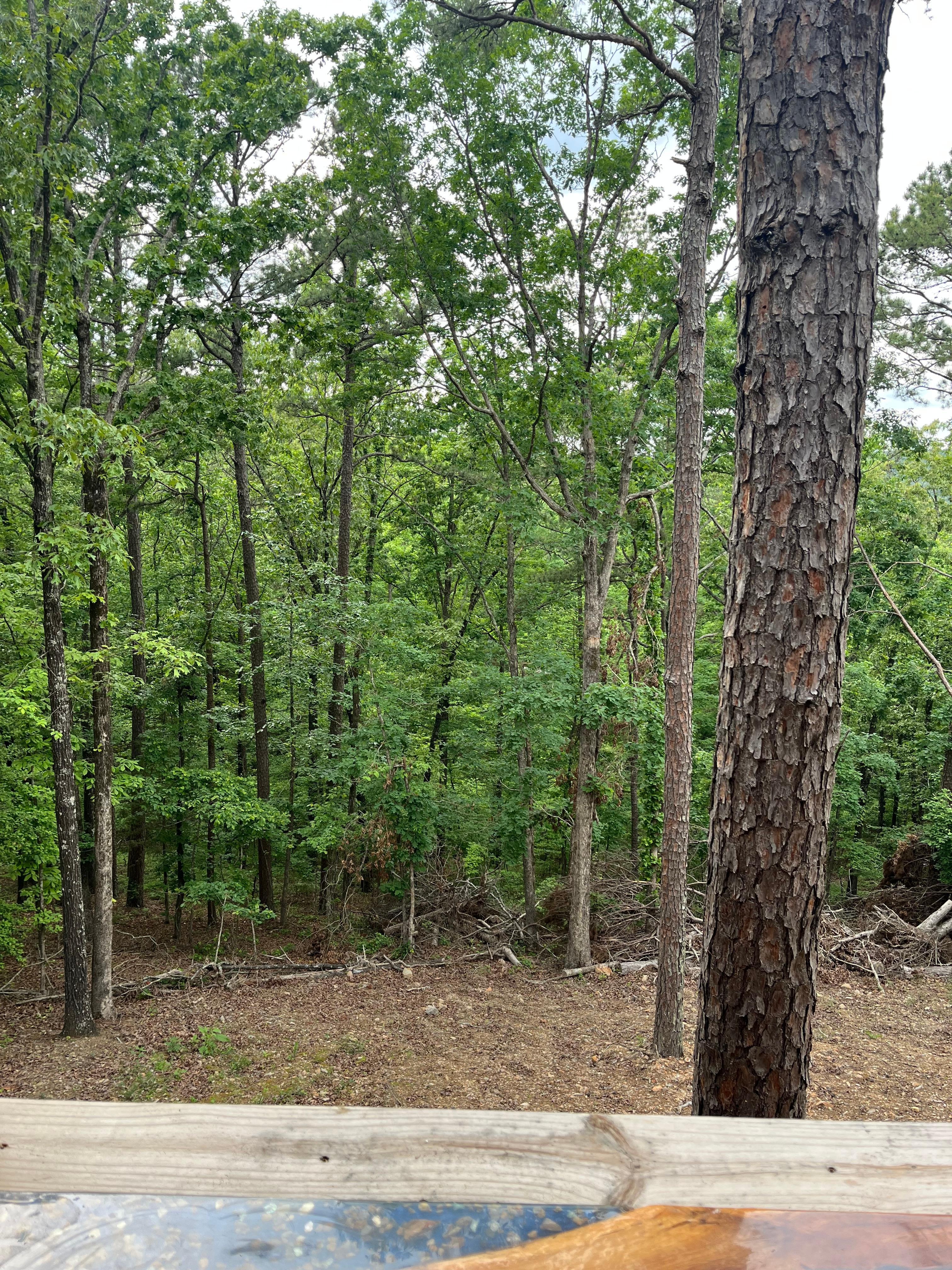 View from back deck. 