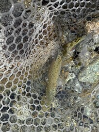 Fly Fishing was great. Beautiful trout 5 min from the front door!