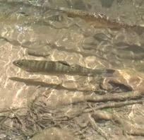 Pet trout