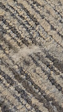 Dog hair